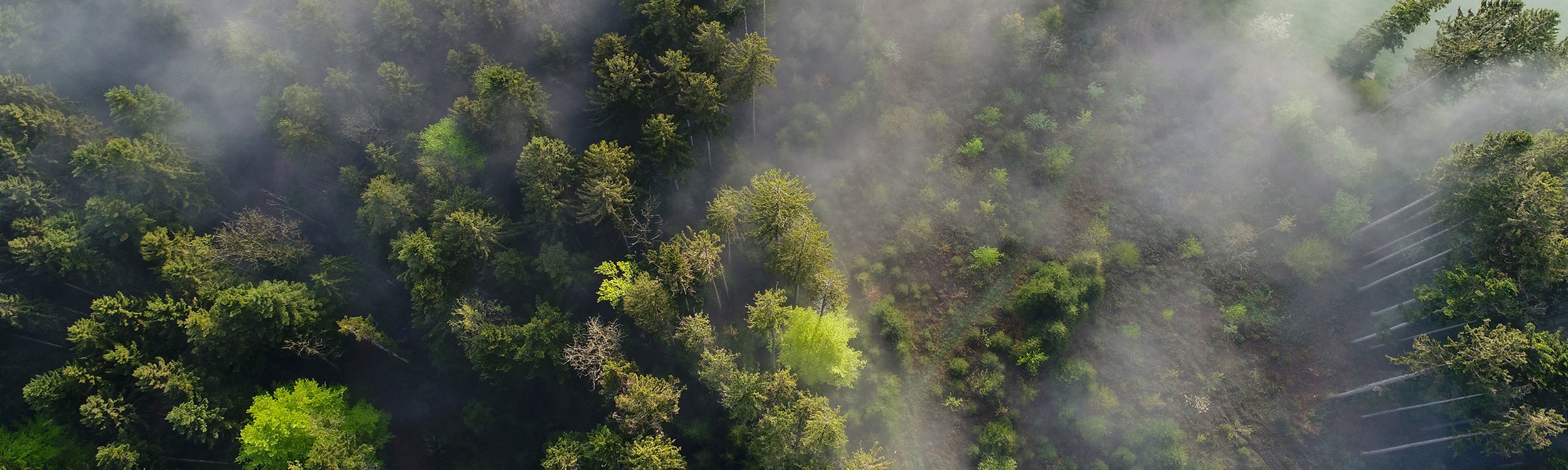 Biodiversität Stärkt Wälder Im Klimawandel | Wald-Vielfalt Entdecken