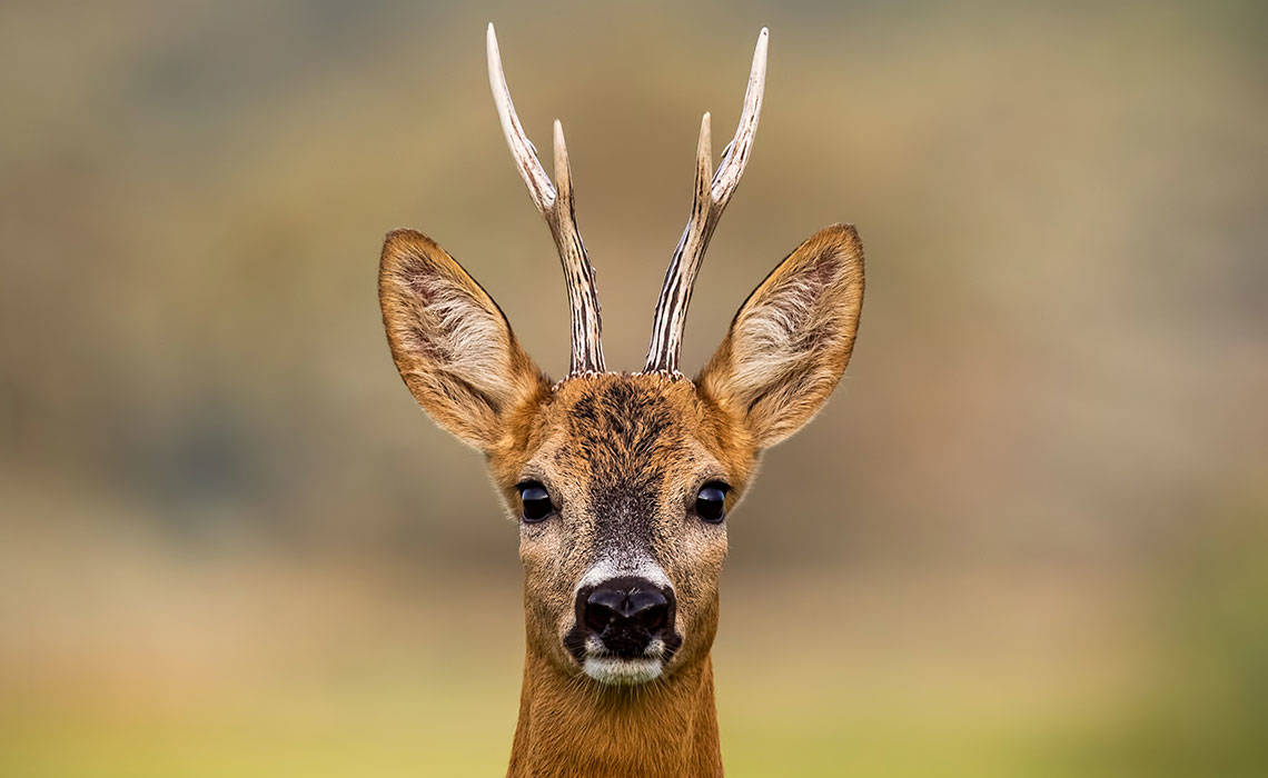 Rehe: Gefährliches Versteck-Spiel | Wald-Vielfalt entdecken